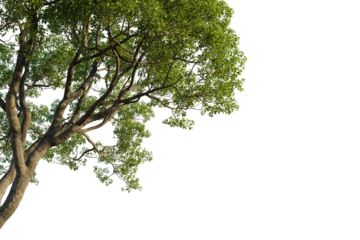 Cinnamomum parthenoxylon tree corner,Majestic mature tree branches with lush green leaves reaching outwards, perfect for nature scenes and design overlays.cutout, transparent background, isolate