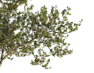 Escallonia x langleyensis apple tree corner,Delicate pink blossoms emerge on lush green branches heralding spring's arrival and natural beautycutout, transparent background, isolate