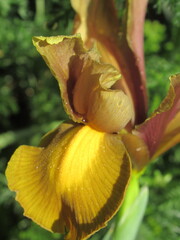 Zbliżenie na kwiat irysa © Kumulugma