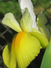 Zbliżenie na kwiat irysa © Kumulugma