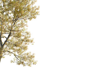 Liriodendron tulipifera tree corner,Majestic autumn tree with vibrant golden leaves, ready for seamless integration into your designs.cutout, transparent background, isolate