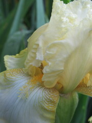 Zbliżenie na kwiat irysa © Kumulugma