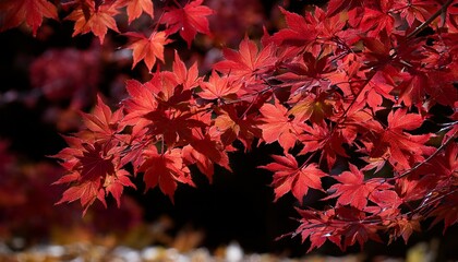 Red Maple Leaves Changing From Scarlet To Maroon Capturing The Essence Of Autumn