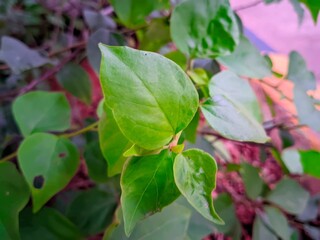 green leaves on a plant 