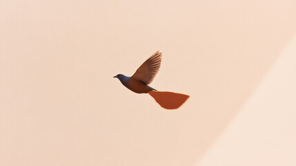 Light and Shadow, A bird's shadow flies past a sunlit wall, creating an artistic and serene atmosphere in this captivating image.
