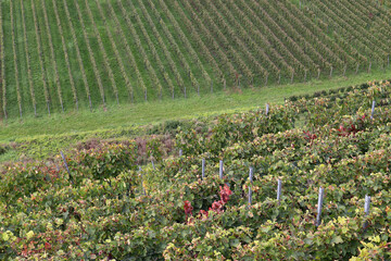 Green vineyard texture background with rows of grapevines, view from above (Baden, Germany)