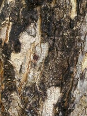tree bark texture