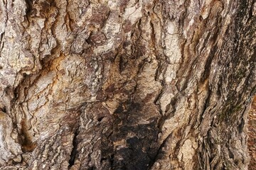 bark of a tree