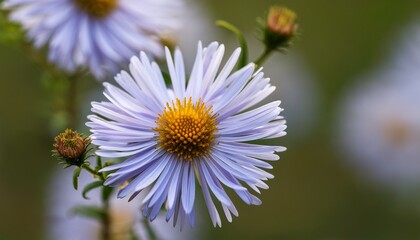 Obraz premium Closeup Of Branch Of Woodland Aster Flower