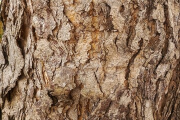 bark of a tree