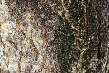 tree bark texture