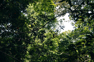 Lush green foliage framing bright sky, vibrant leaves creating a natural canopy, soothing ambiance for relaxation or reflection.