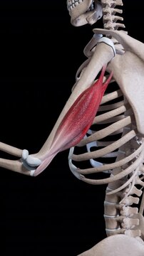 Triceps Muscle Movement Vertical Video