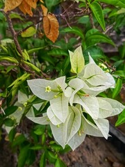green leaves in a garden