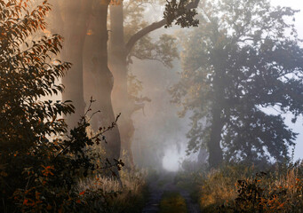 Jesienny, mglisty poranek w lesie, tapeta. © mycatherina