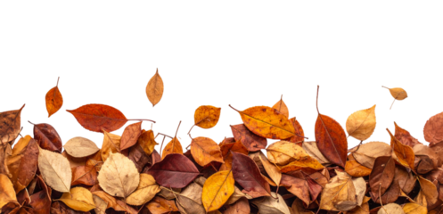 Autumn leaves bottom border;  isolated on a transparent background