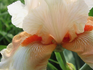 Zbliżenie na pomarańczowe kwiaty irysa © Kumulugma