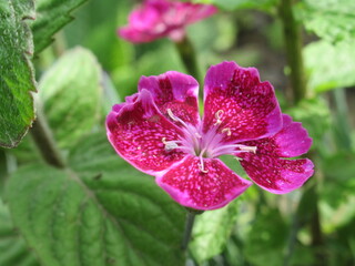 Zbliżenie na kwiat goździka © Kumulugma