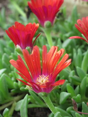 Zbliżenie na kwiaty rośliny z gatunku delosperma © Kumulugma