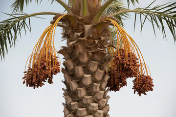 Date Palm Tree with Dates Cluster Close-up