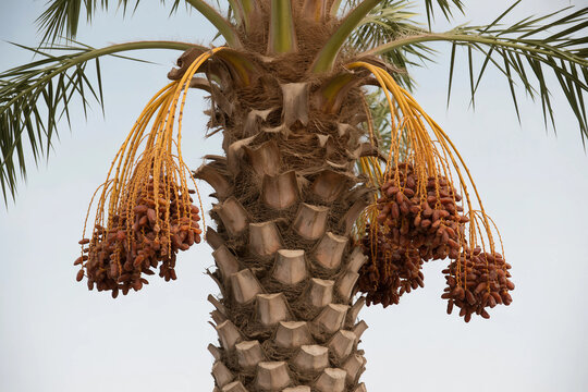 Date Palm Tree with Dates Cluster Close-up - Powered by Adobe