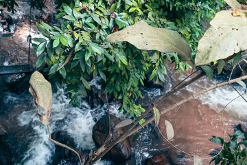 Lush greenery with scattered leaves, vibrant natural setting, perfect for nature-themed projects or eco-conscious designs.