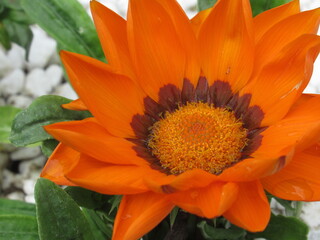 Zbliżenie na kwiat gazani © Kumulugma