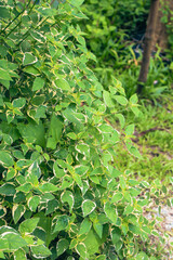 Lush green foliage, vibrant leaves filling the frame, serene nature scene, perfect for eco-friendly themes or wellness content.