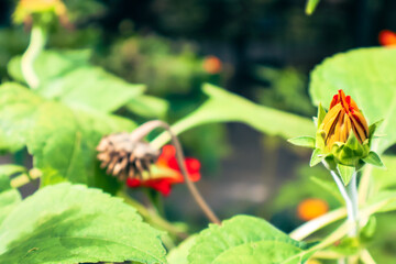 Colorful fish swimming among vibrant green plants, tranquil waterscape highlighting beauty of nature, perfect for aquatic themes.