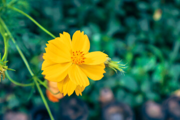 Vibrant yellow flower in lush green surroundings, showcasing nature's beauty, ideal for floral themes and design projects.