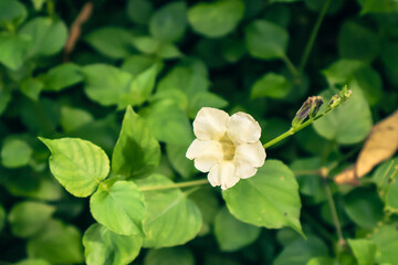 Delicate white flower surrounded by vibrant green leaves, perfect for nature themes, gardening, or floral designs.