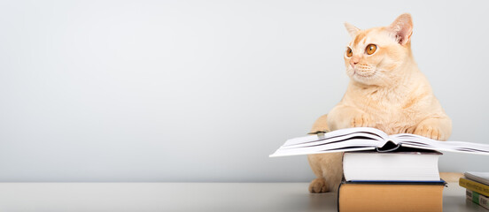 Burmese cat reading book at table - smart pet with books against blue wall with copy space