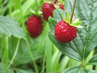 Zbliżenie na owoce poziomki © Kumulugma