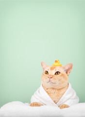 Funny ginger cat in bathrobe with rubber duck