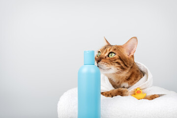Bengal cat in a towel with shampoo and a rubber duck.
