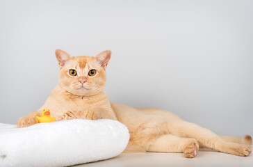 A Burmese cat on a towel with a rubber ducky