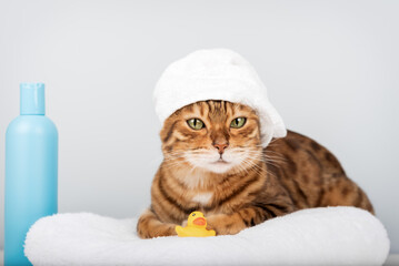 Bengal cat in a towel with a rubber ducky