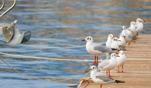 Flock of seagulls in marine resting on wooden dock near boat seabird background - Powered by Adobe