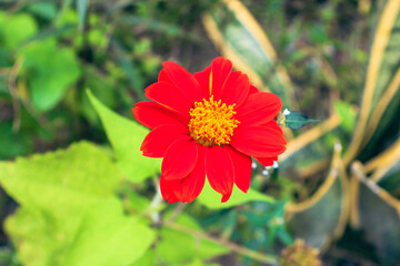 Bright red flower blooming, vibrant petals with a yellow center, surrounded by lush green foliage, perfect for nature themes.