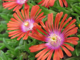 Zbliżenie na kwiaty rośliny z gatunku delosperma © Kumulugma