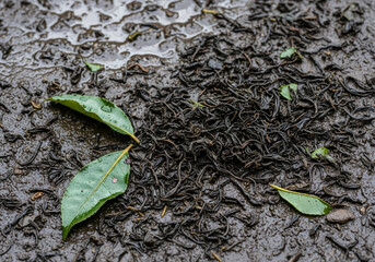 A dense cluster of small, dark, wriggling earthworms on wet, muddy ground with scattered green leaves.