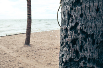 Secluded beach scene, wooden tree texture in foreground, sandy shore and calm water beyond, perfect for serene backgrounds.