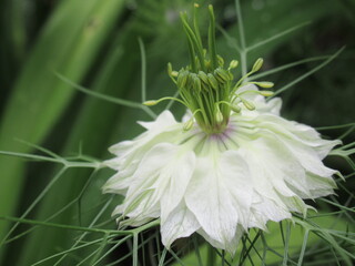 Zbliżenie na kwiaty rośliny z gatunku nigella © Kumulugma