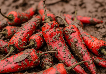 Close-up of red chili peppers covered in mud, showcasing their natural, earthy texture.