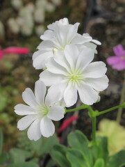 Zbliżenie na białe kwiaty rośliny z gatunku lewizja © Kumulugma