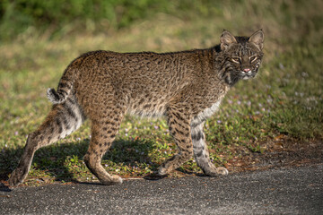 Bobcat on side of road