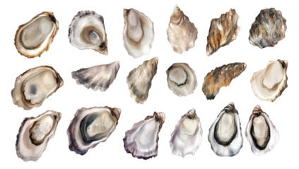 A collection of various oyster shells unique shapes. colors. and textures. arranged artistically on a white background. perfect for culinary or marine-themed projects