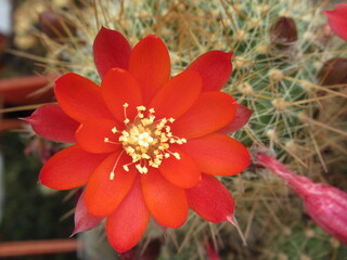 Zbliżenie na kwiat kaktusa  © Kumulugma