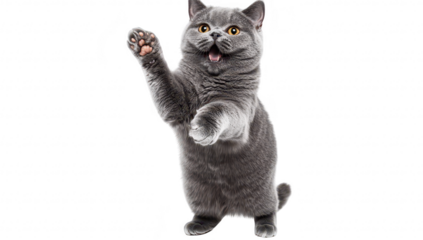 A playful gray cat with bright eyes and a cheerful expression stands on its hind legs. playfully waving a paw. set against a clean white background. perfect for pet-related content