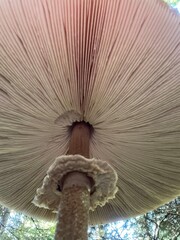 Regenschirm Pilz von unten Fotografiert